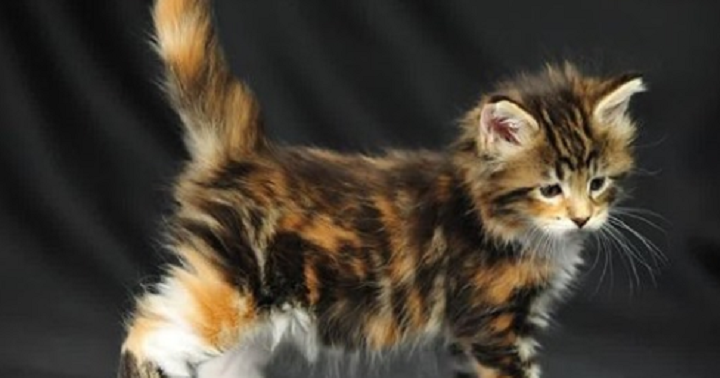 Ces Bebes Maine Coon Sont Juste Trop Mignons
