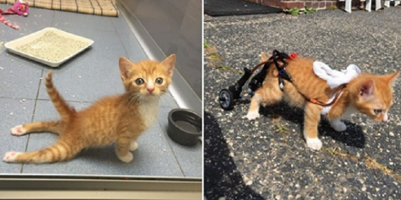Спасая маленькие жизни. Кот с парализованными задними лапами. Котёнок без задних лап.