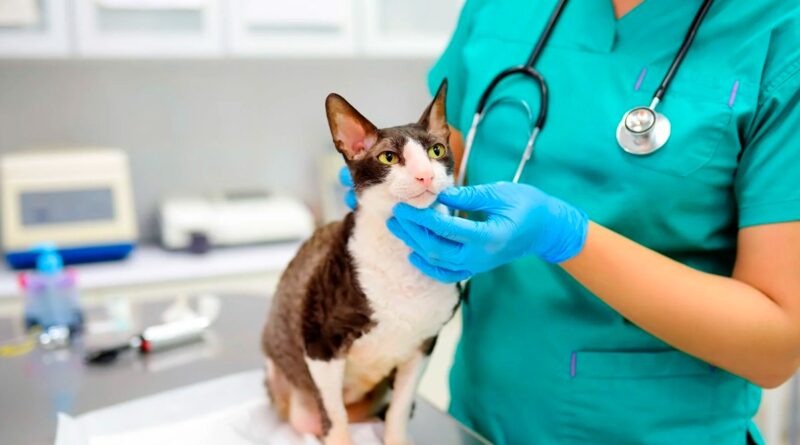 Alerte-urgente-cette-epidemie-dangereuse-affecte-les-chats-elle-est-tres-dangereuse-et-mortelle